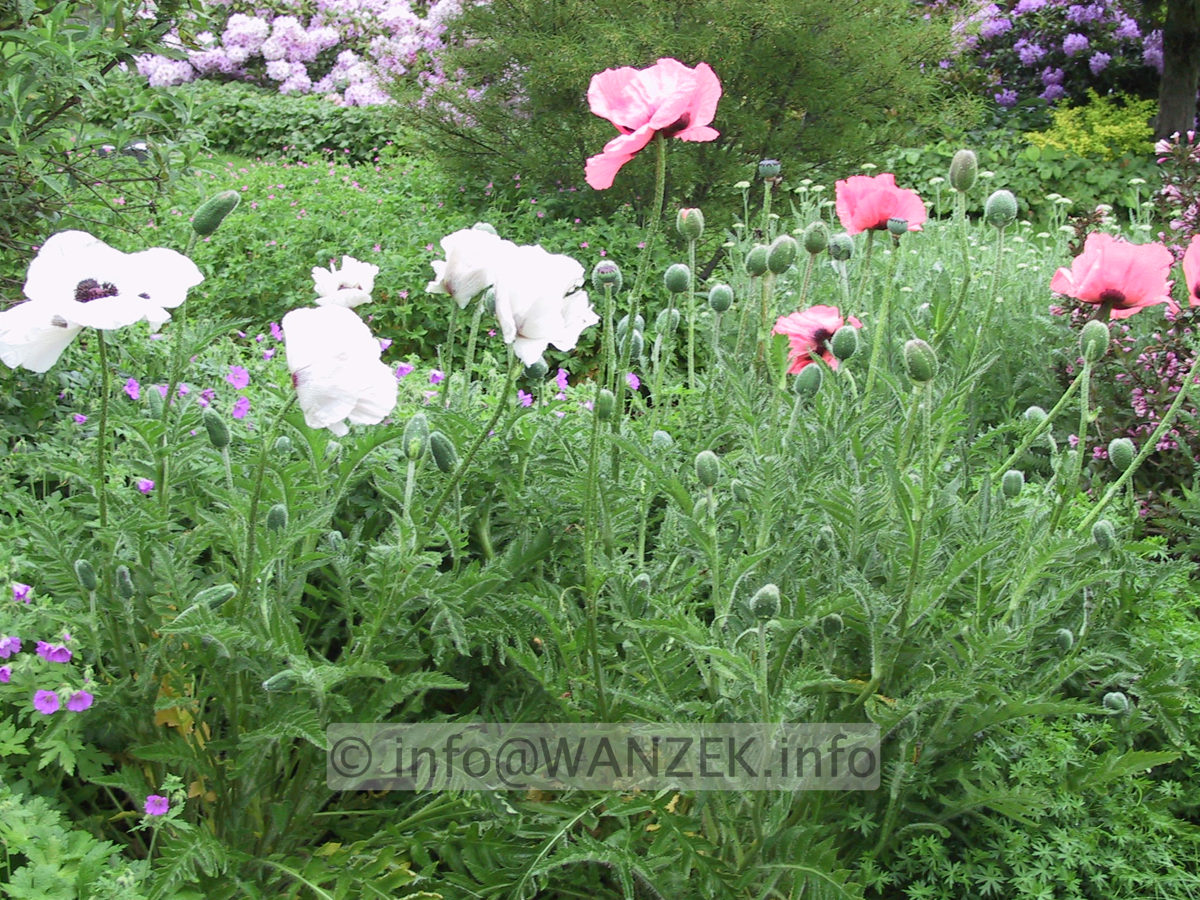 Papaver orientale Royal Wedding 03.JPG